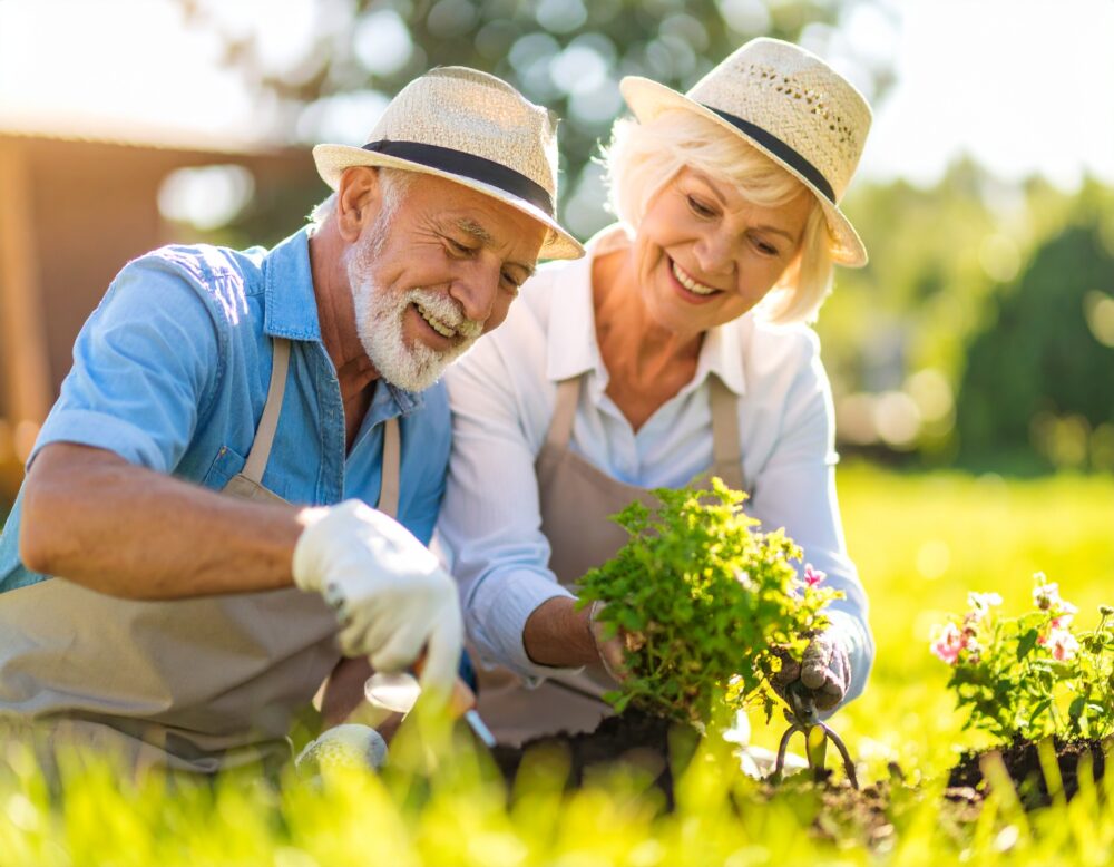 papy et mamie qui jardinent – bricolent 83170-ADAPTER Couple âgé jardinant ensemble sous le soleil.